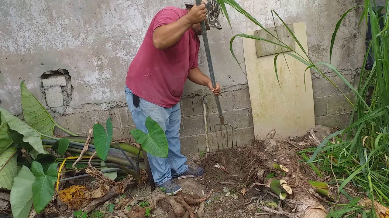Cosechando yaut&iacute;a