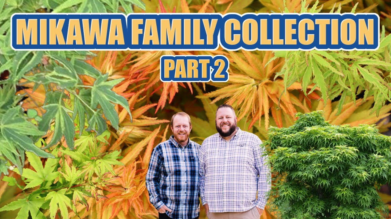 Mikawa Family Collection Part 2 | Saturday Showcase | Mikawa Yatsubusa Family Rare Japanese Maples