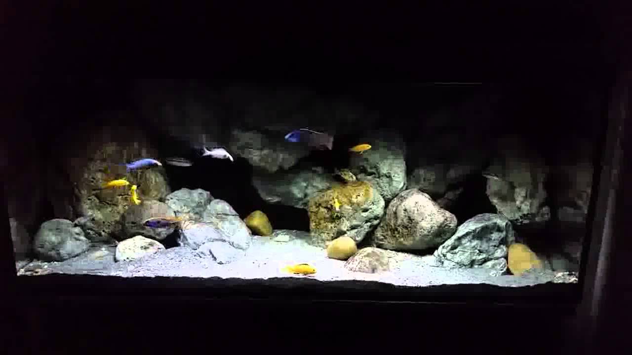 Mein Malawi Becken in bewegten Bildern.