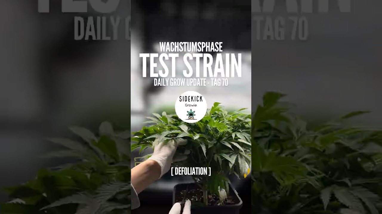 Defoliation - Tag 70 | Test Strain