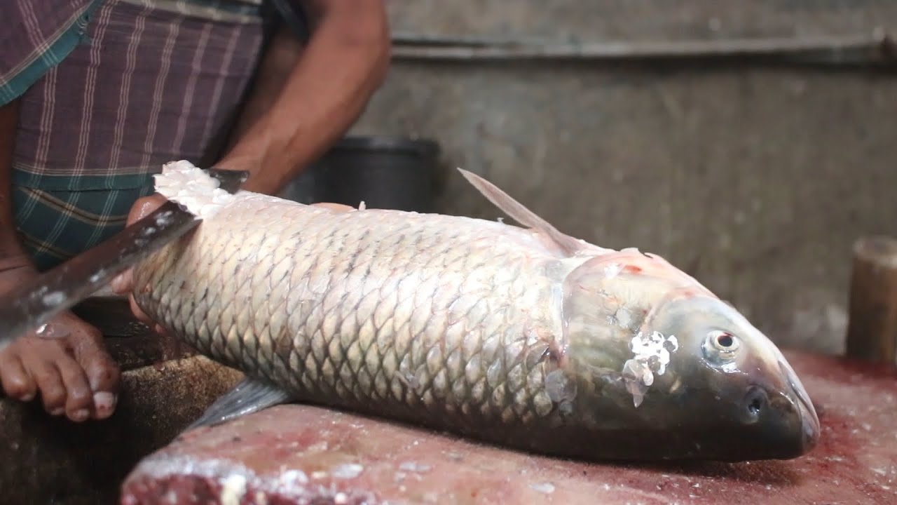 Grass Carp Fish Cutting By A Skillful Fish Cutter | Best Fish Cutting Video