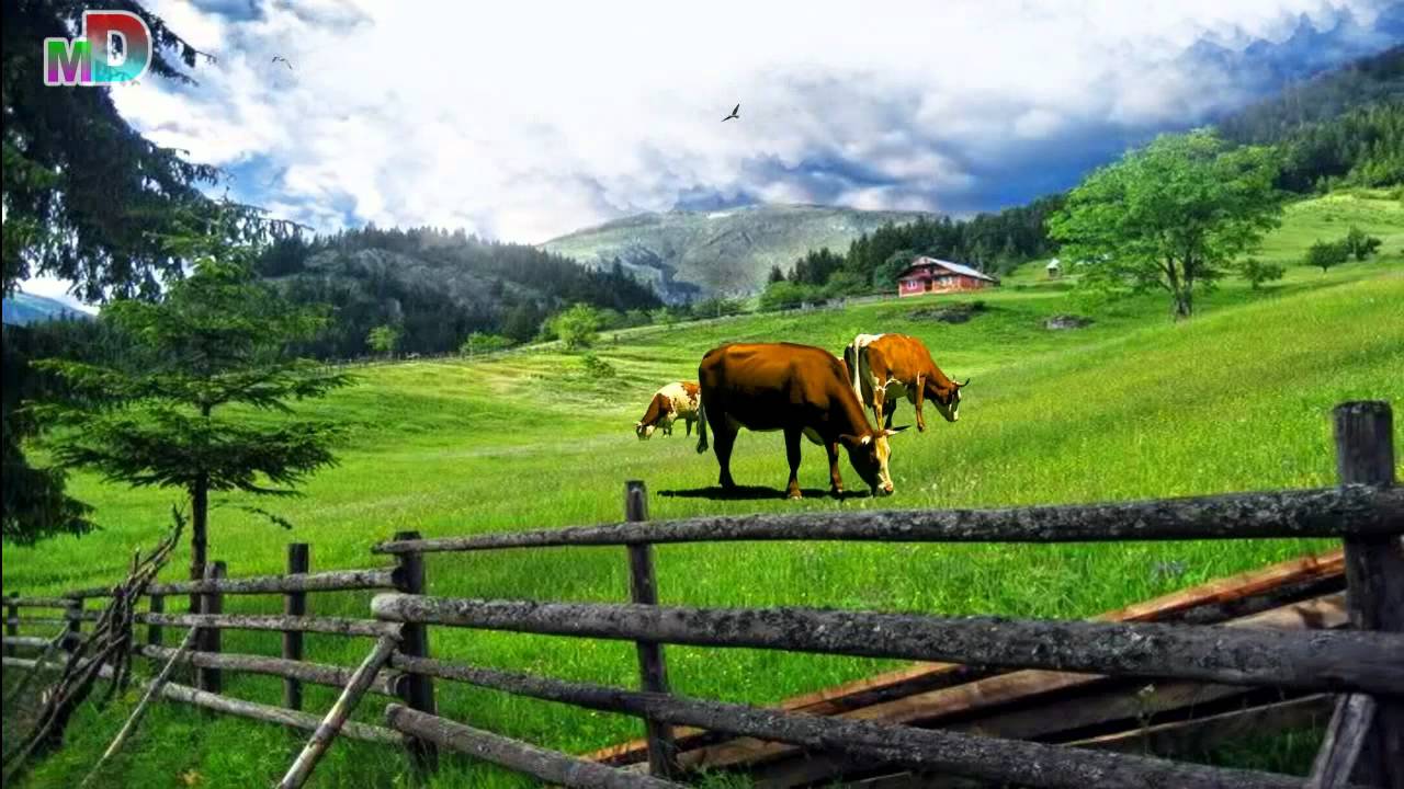 Kenge baritore me fyell (HD)