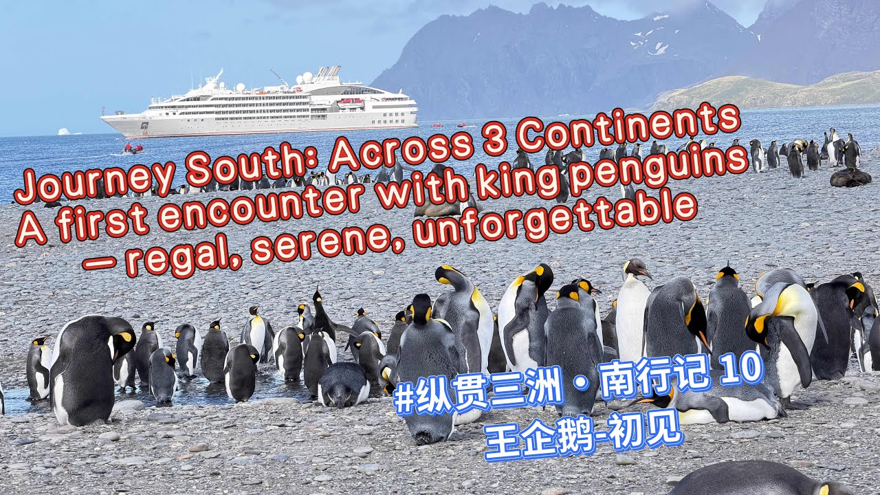 #antarcticexpedition #kingpenguin #southgeorgia #icoolrv #penguin #colony #南极 #企鹅 #王企鹅 #南乔治亚 #南极探险 