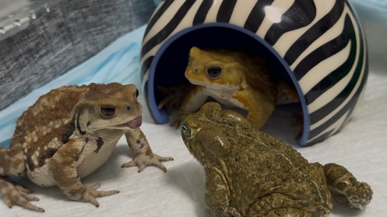 ヒキガエル餌争奪戦