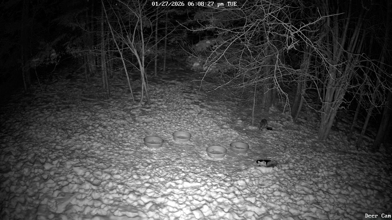 Red Fox 1-27-2026 6 PM