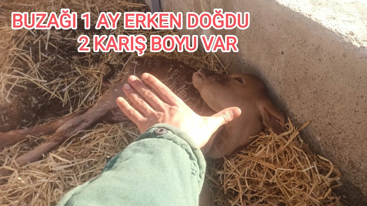BUZAĞI 8 AYLIK DOĞDU 2 KARIŞ BOYU VAR YAŞAM MÜCADELESİNİ GÖRÜCEZ | PREMATÜRE DOĞAN BUZAĞI YAŞIYOR |