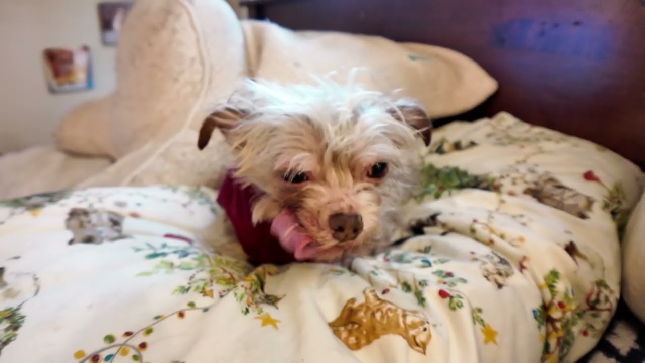 2026 CASTILLO PET UPDATE