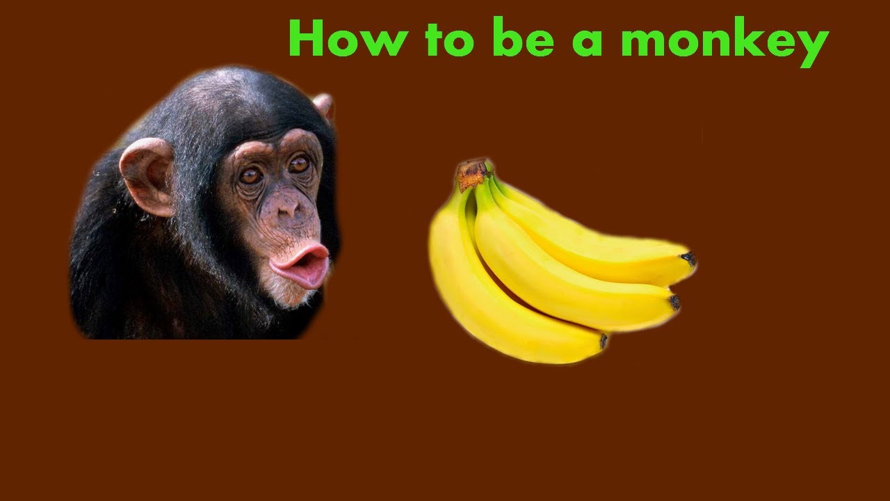 How to be a monkey