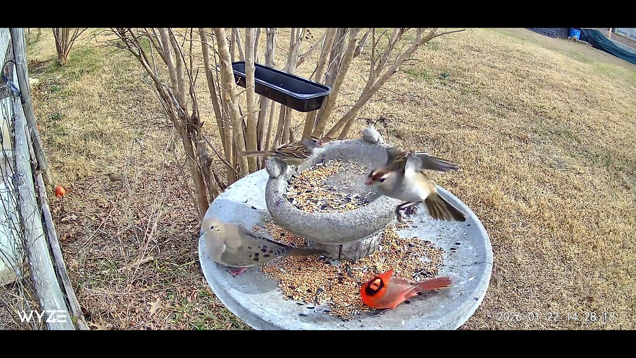 Birds buffet #asmr  #viral #viralvideo 