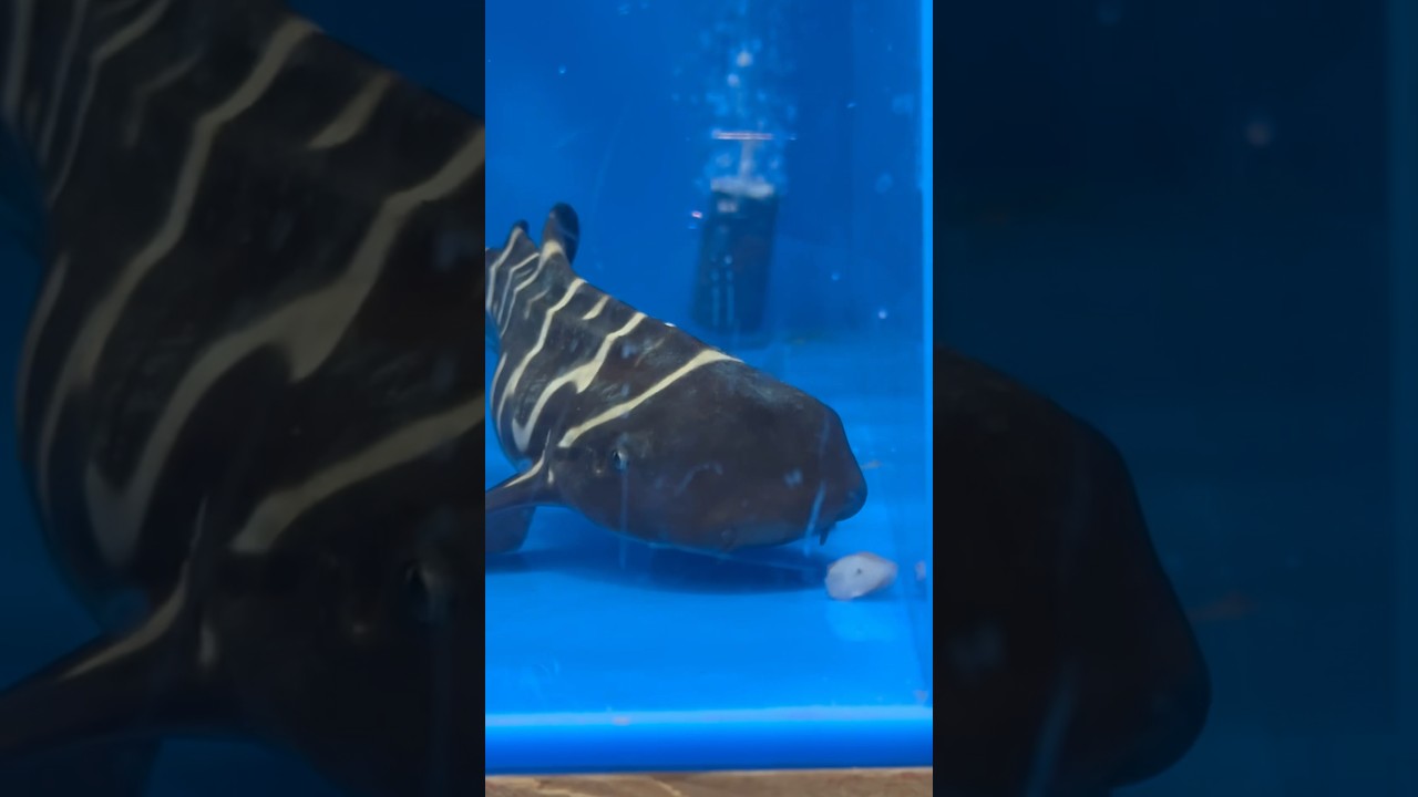 SHARKIRA is Eating! #monsterfish #shark #aquarium #zebrashark #babyshark #rarefish #rareshark