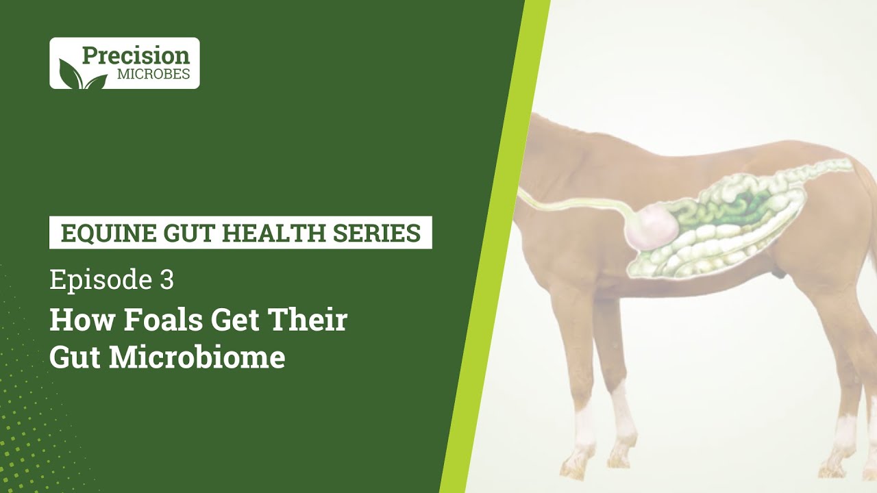 Equine Gut Health Series - EP.3 How Foals Get Their Gut Microbiome