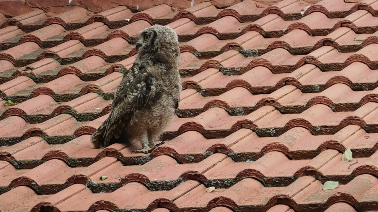 “A Rare Moment After the Rain  Wild Owl Feather Drying Behaviour”