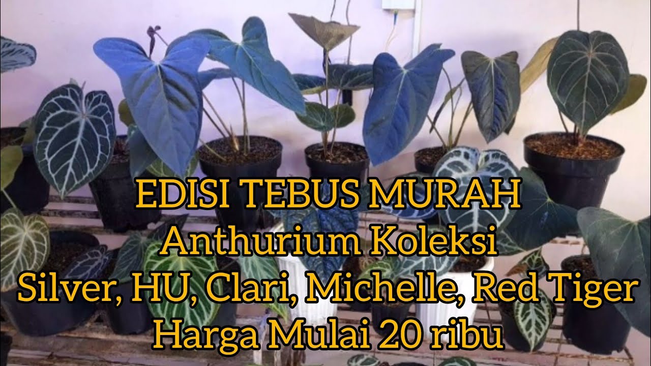 EDISI TEBUS MURAH 6 Mar 26 Anthurium Koleksi Silver,Clari, HU,Michelle, Dorayaki Var Hrg mulai 20 rb