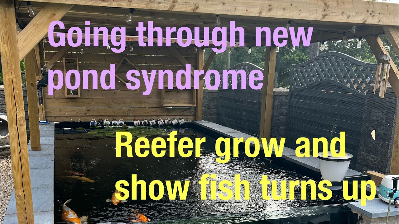 new pond syndrome and grow and show goshki