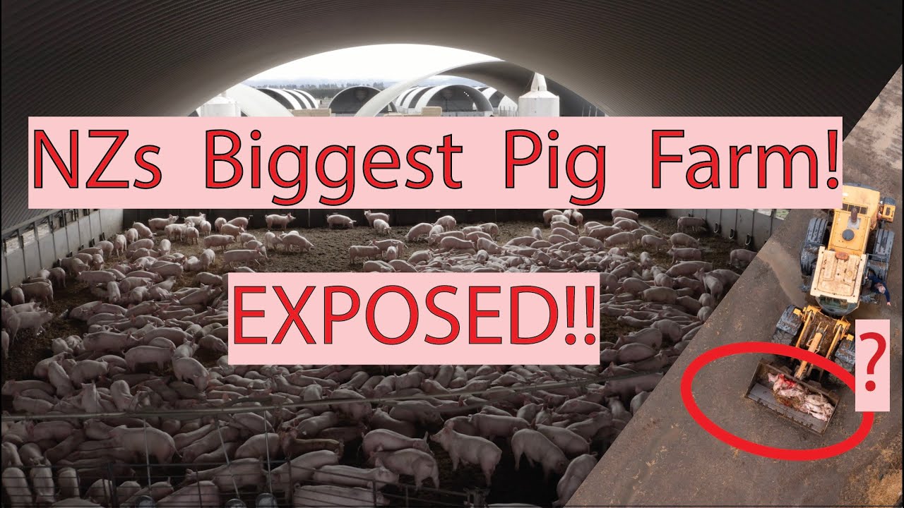 New Zealand's Biggest Pig Farm - Exposed