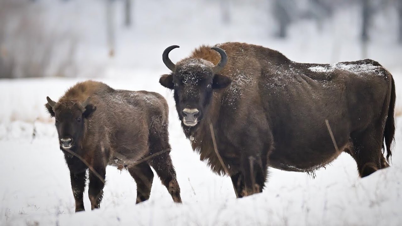 Polonia: bisonte europeo ￼