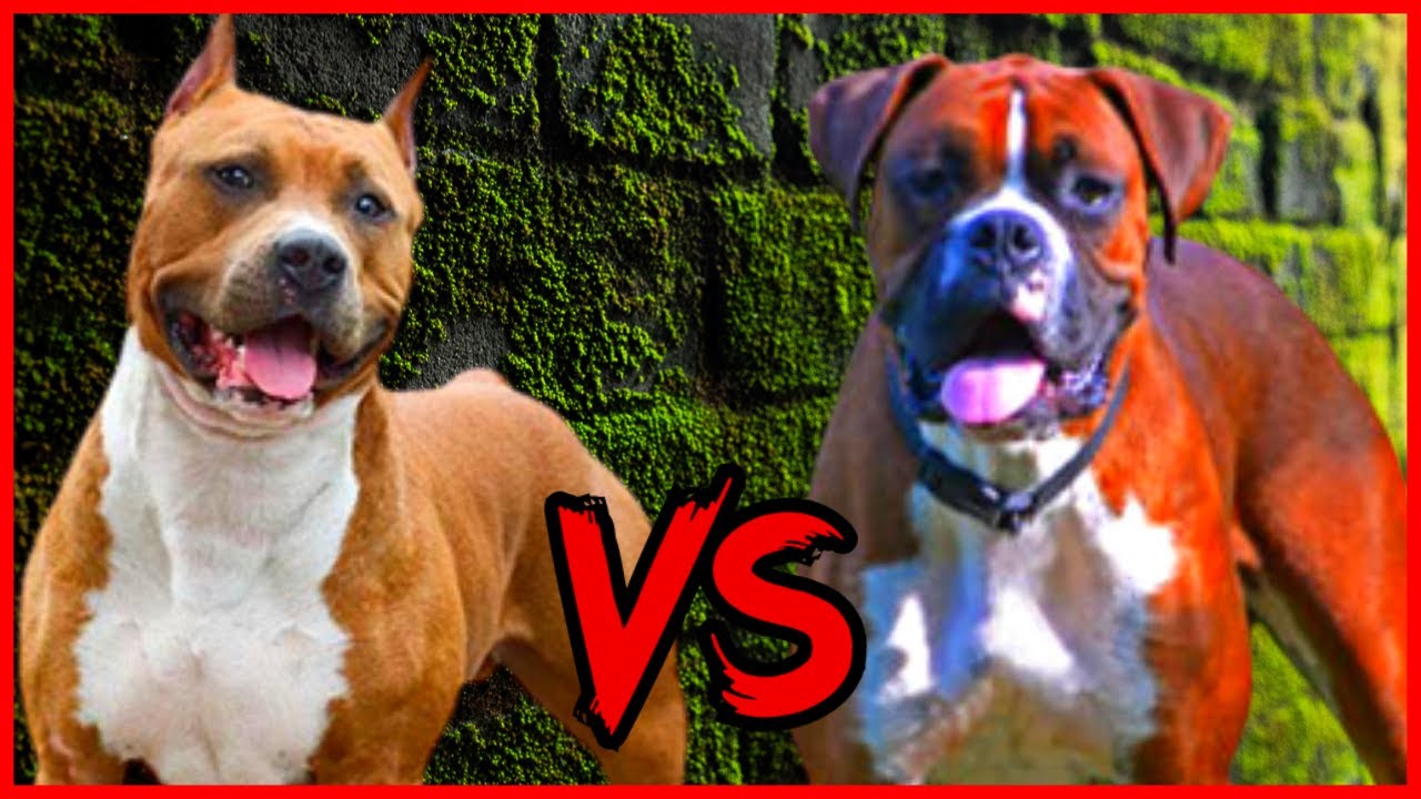 American staffordshire terrier [AMSTAFF] vs BOXER