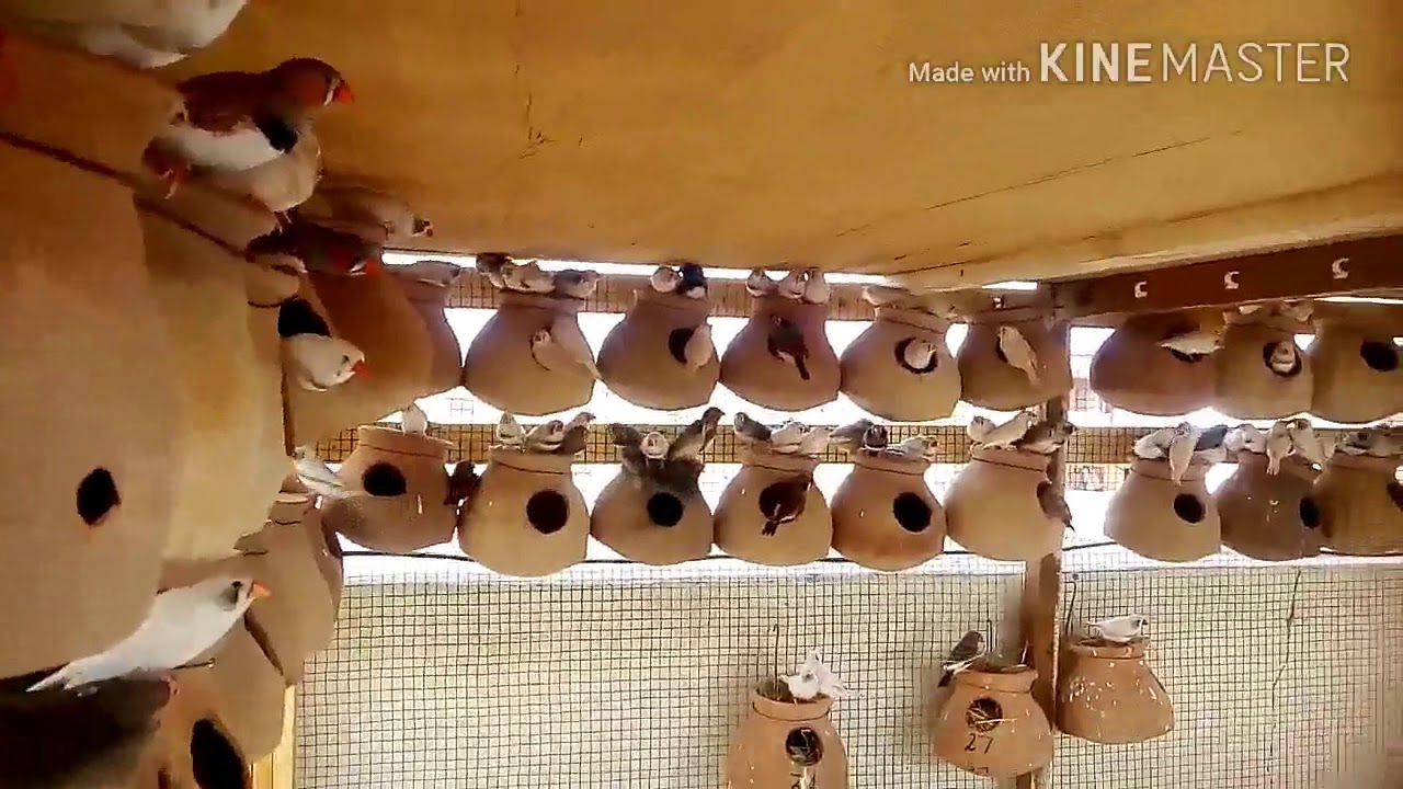 Finch NEW Colony main finches Dali !!!
