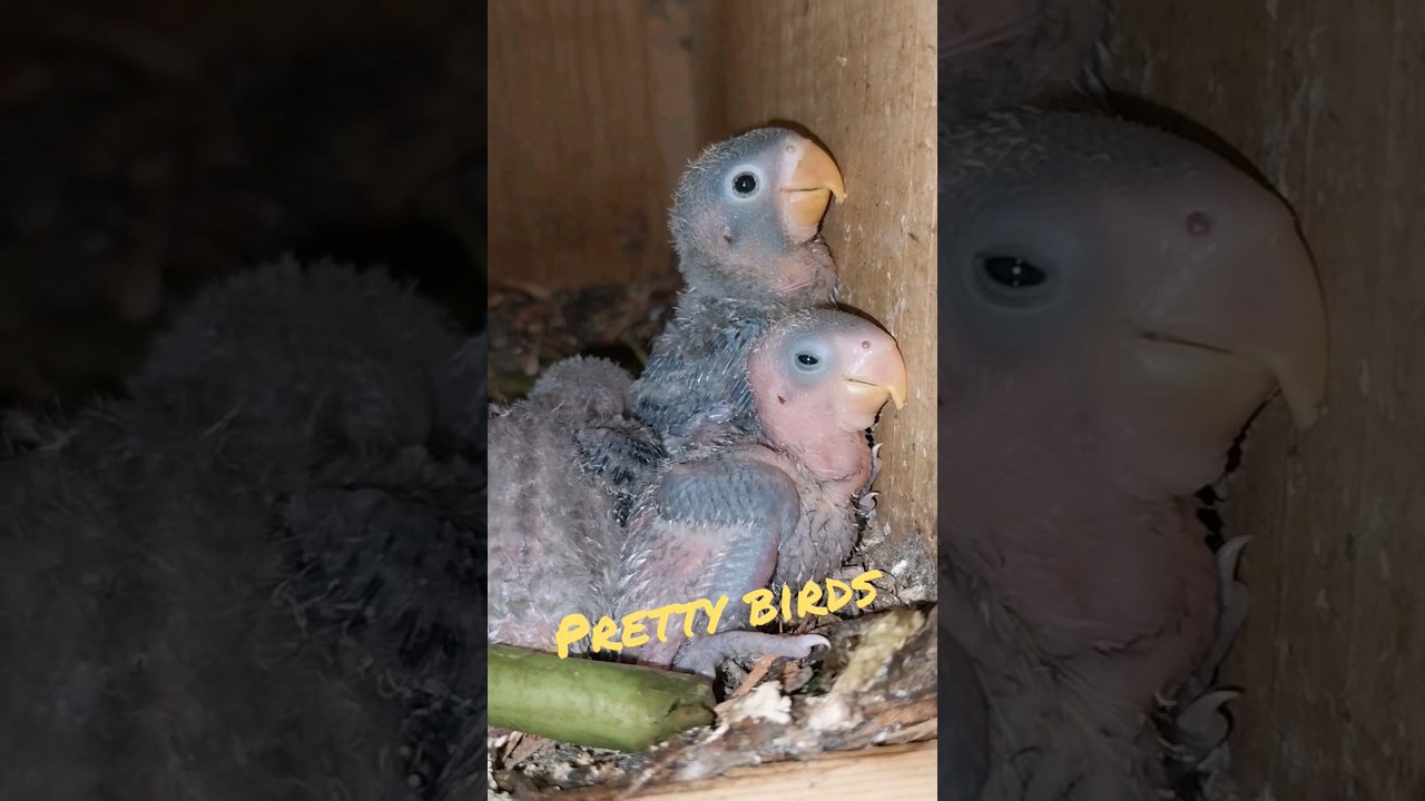 African lovebirds growing prettier each day #personata