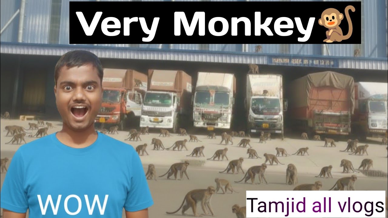 Kolkata company mein bahut Sare monkey Bandar Hain#youtubevideo #truckesvlogs #truckdriver #truck 