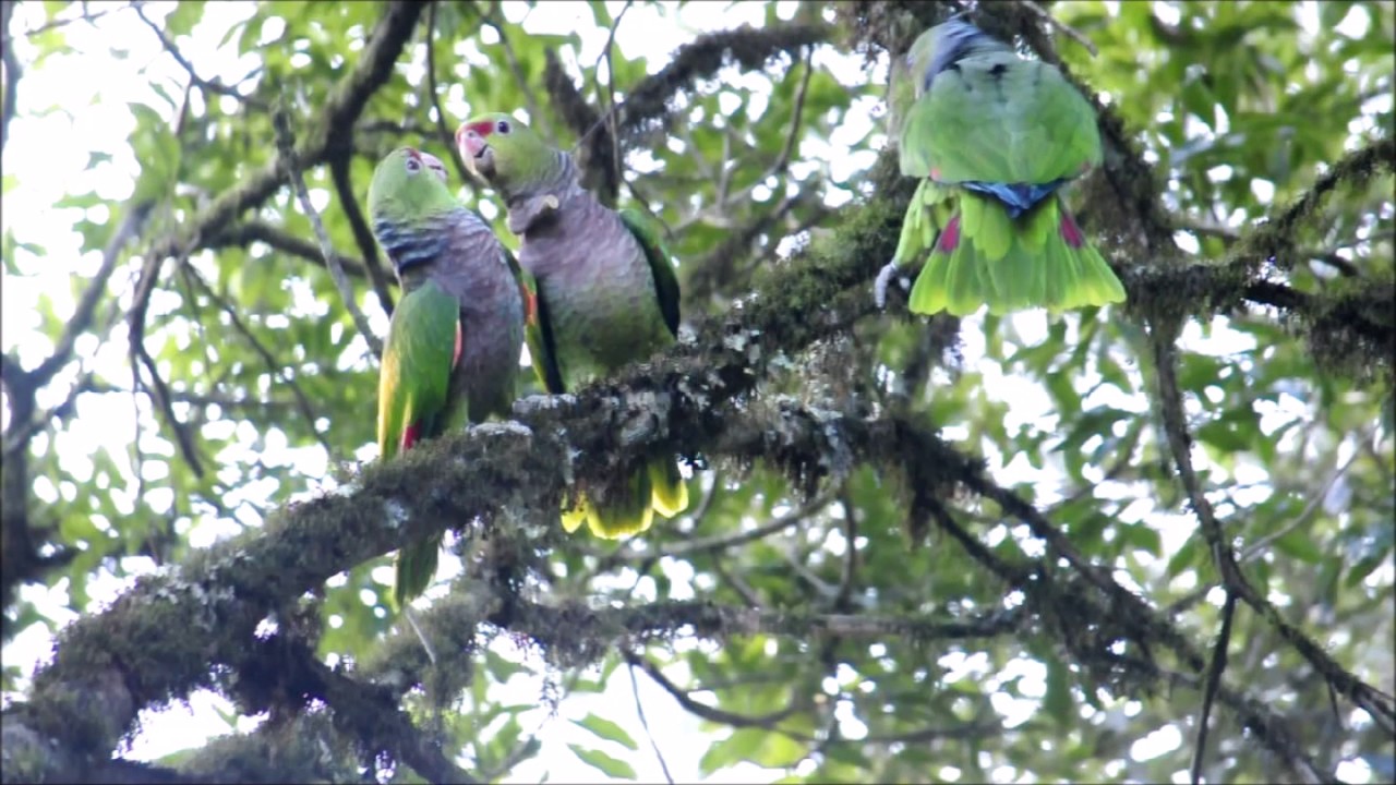 Papagaios-de-peito-roxo falando na floresta  / Wild vinaceous-breasted parrots