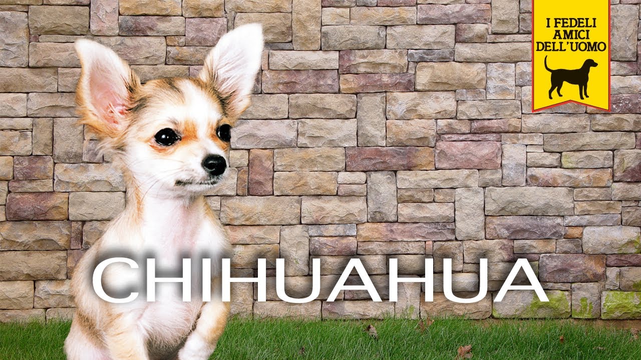 CHIHUAHUA trailer documentario (razza canina)