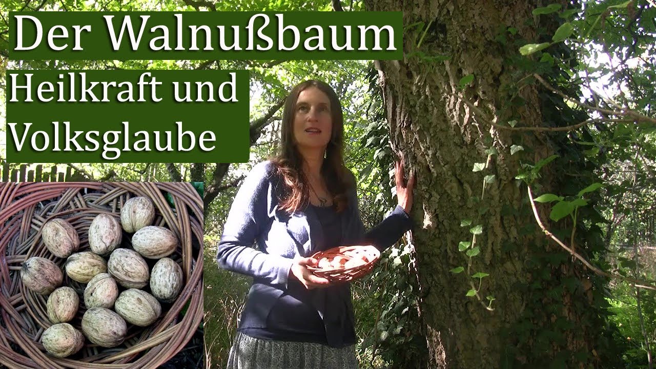 Der Walnu&szlig;baum: Heilkraft, Volksglaube, Mythen