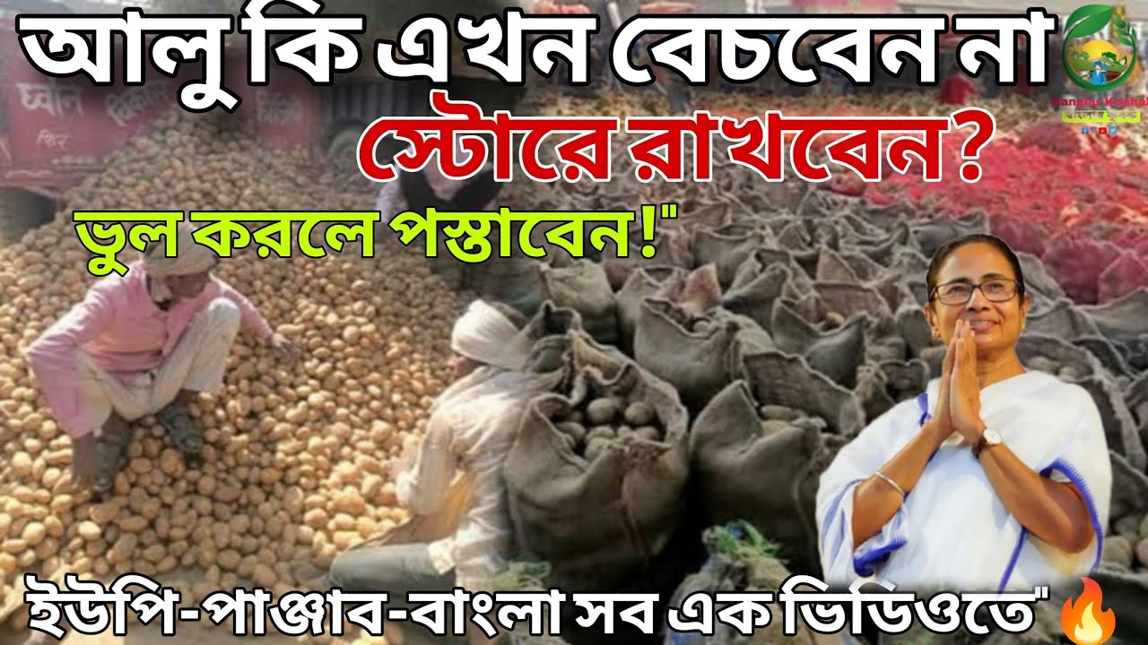 আলুর বাজারের অবস্থা ইউপি পাঞ্জাব ও বাংলা। #potatonews আলুর বাজারের আপডেট, মাঠ থেকে বিক্রি নাকি স্টোর