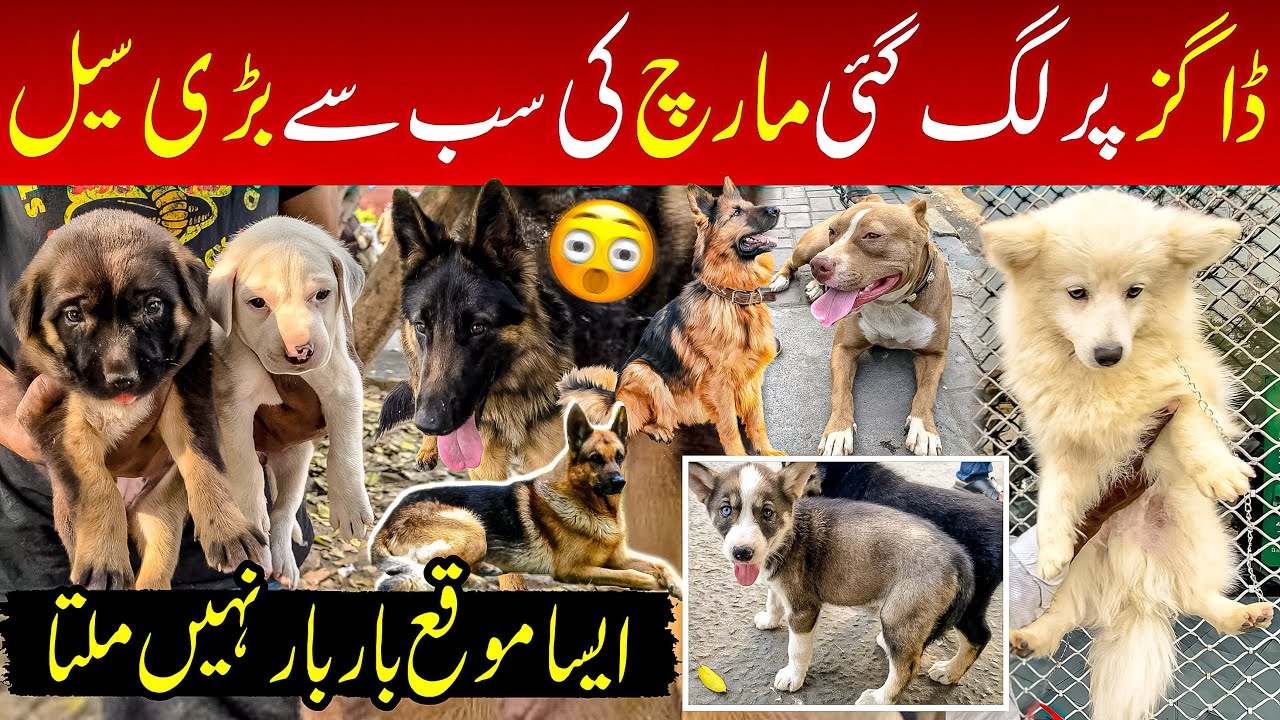 Dogs Ki Mandi, Lahore 08 Mar | Tollinton Market Lahore | Special Dogs Market