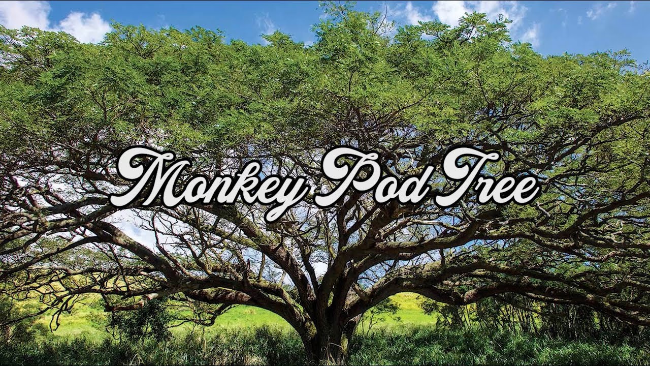 Monkey Pod Tree at Stonehaven - Early Growth - Ep202