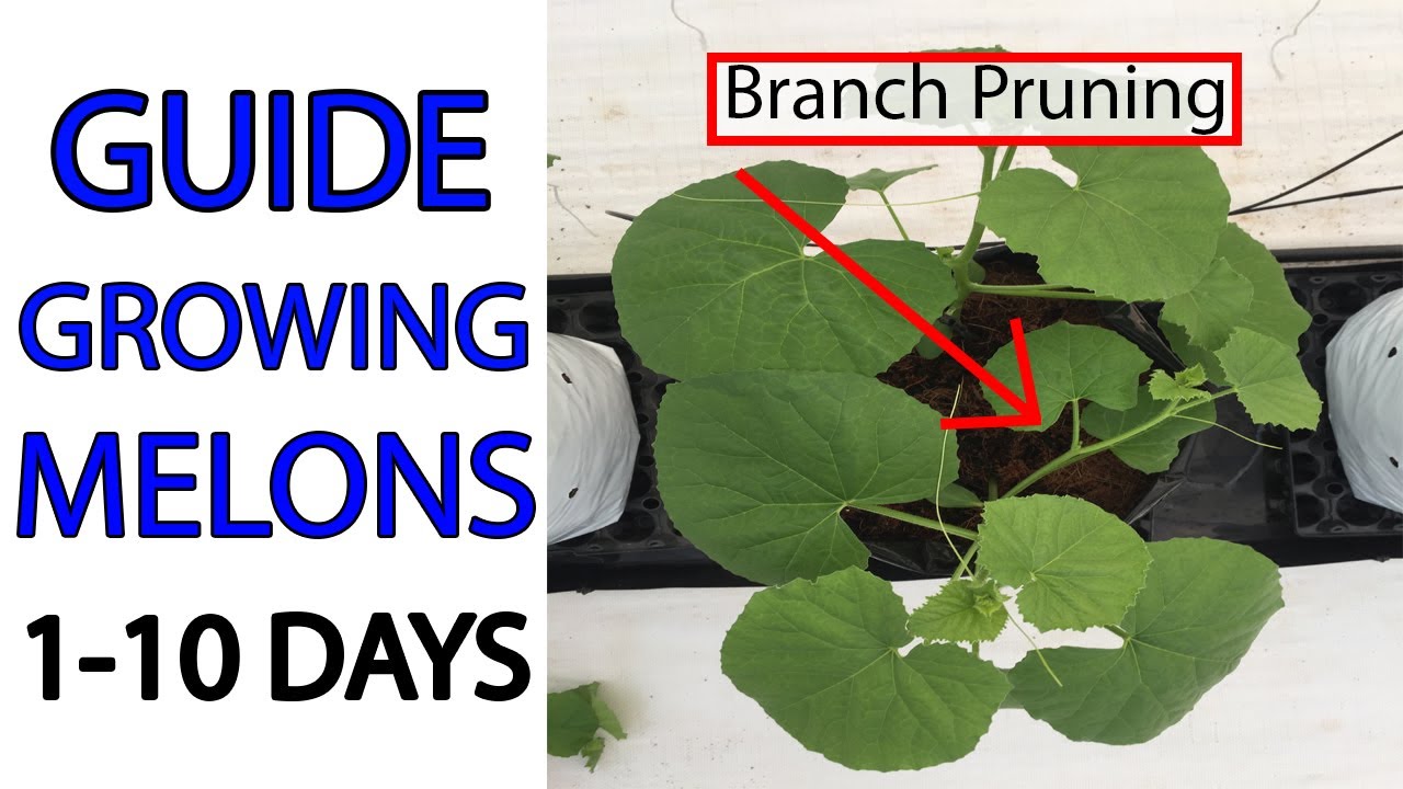 GUIDE TO GROW MELONS - Stage 1 to 10 days - Branch Pruning