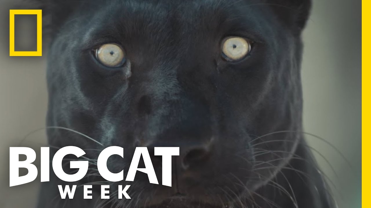 2015 Highlights | Big Cat Week