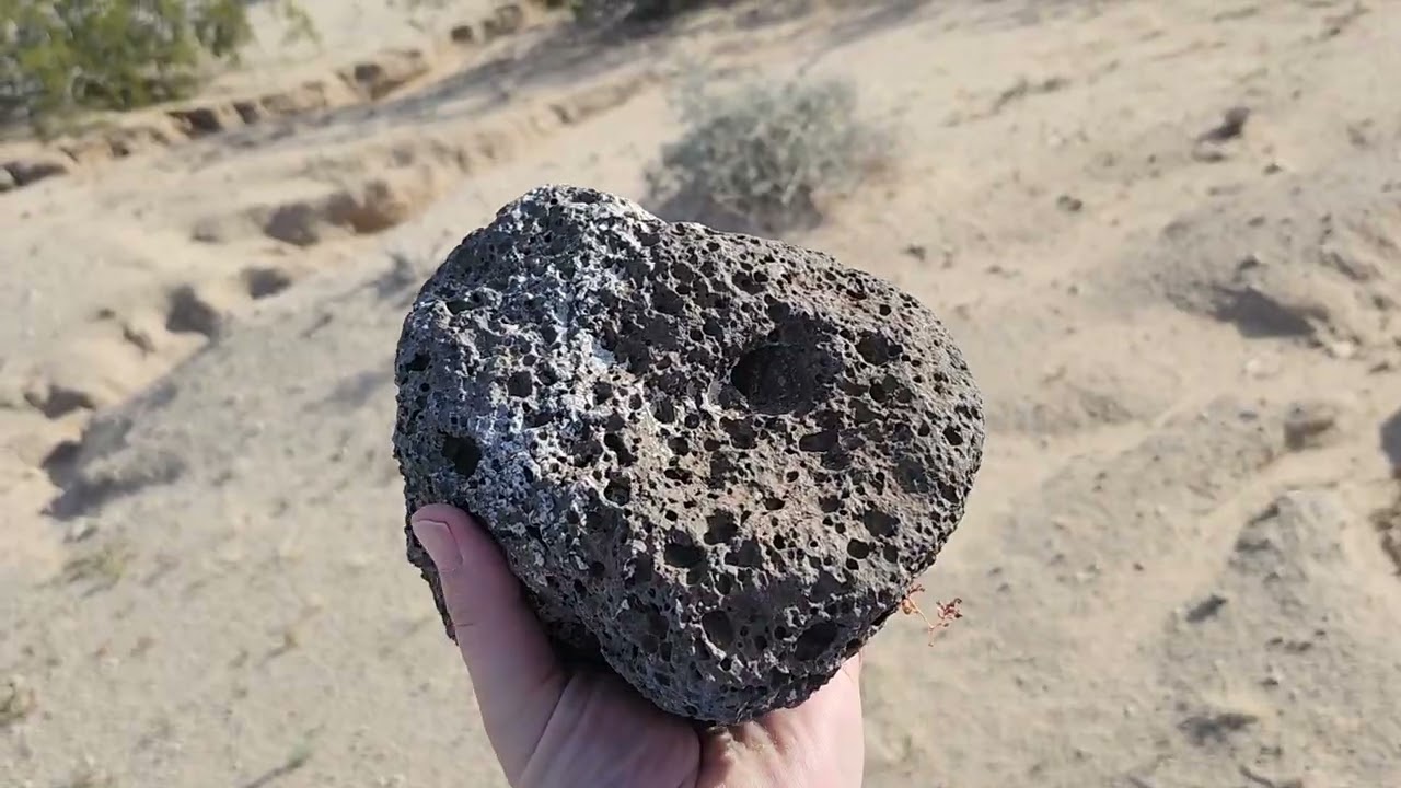 wild desert pumpkins?  2.23.2026