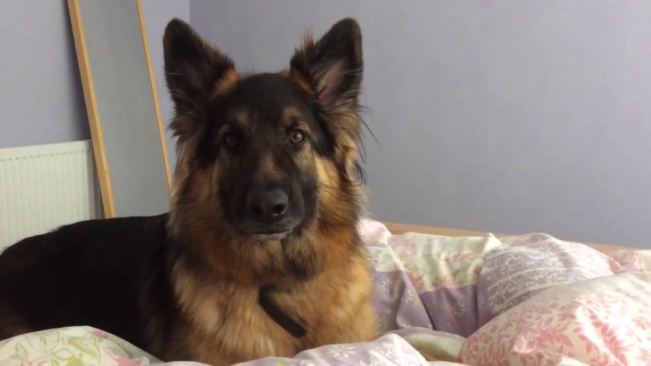 Talking German Shepherd Wants His Breakfast