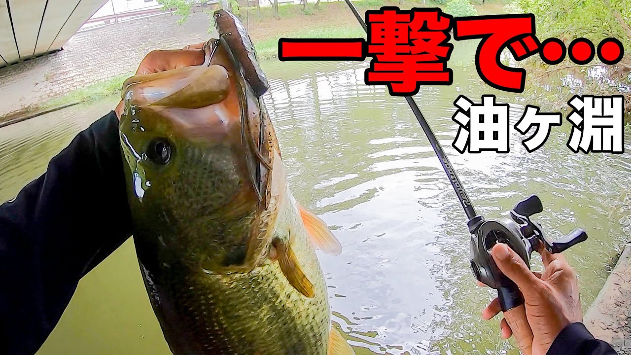 油ヶ淵の天才級見えバスも一撃でした【ヨコヨコ】