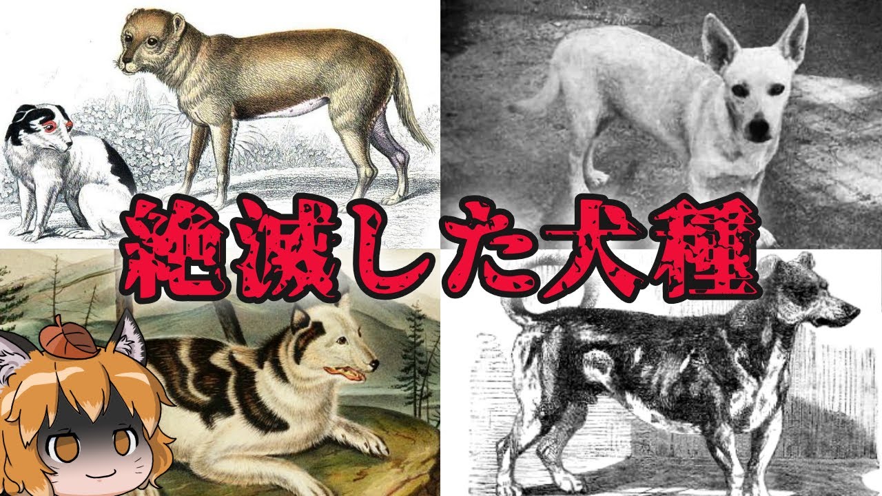 【滅亡】もうこの世に存在しない…絶滅した犬種6選