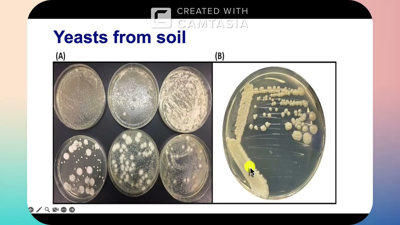 Water and soil Microbiology practical L6