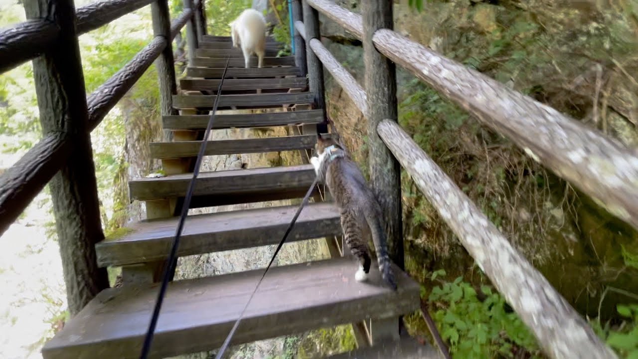 【旅を中断します】行って分かった猫連れ旅の困難さ🥵