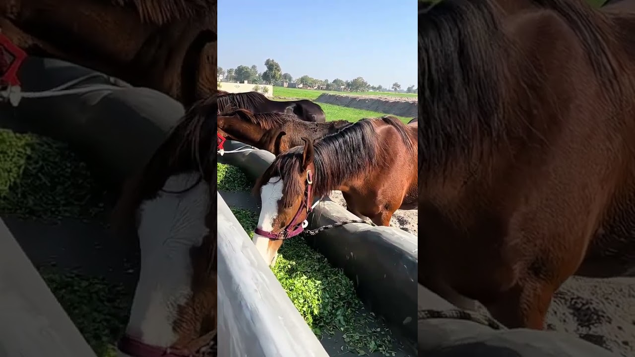 Beautiful Horses 