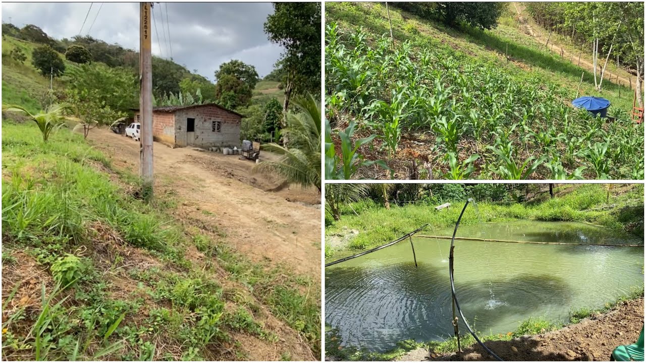 Quem viu este sítio antes veja agora o novo proprietário tá botando pra torar .