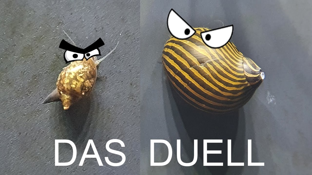 Blasenschnecke vs Zebra-Rennschnecke | Das Duell (144)