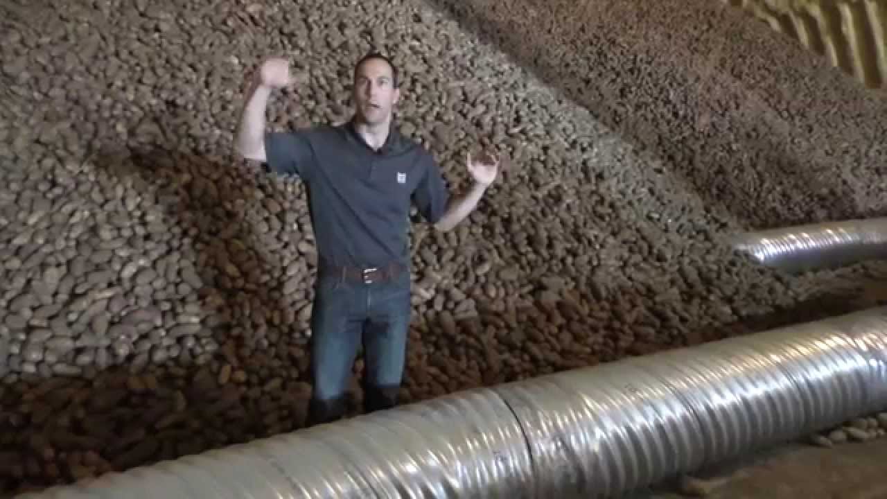 Live from the Fields: Potato Harvesting Part Two - The Cellar