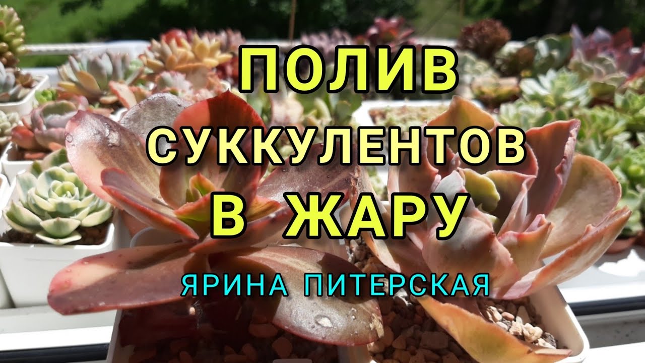 ПОЛИВ СУККУЛЕНТОВ В ЖАРУ. МОИ ВЫВОДЫ