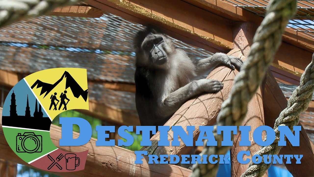 Destination Frederick County: Day In The Life of a Zookeeper