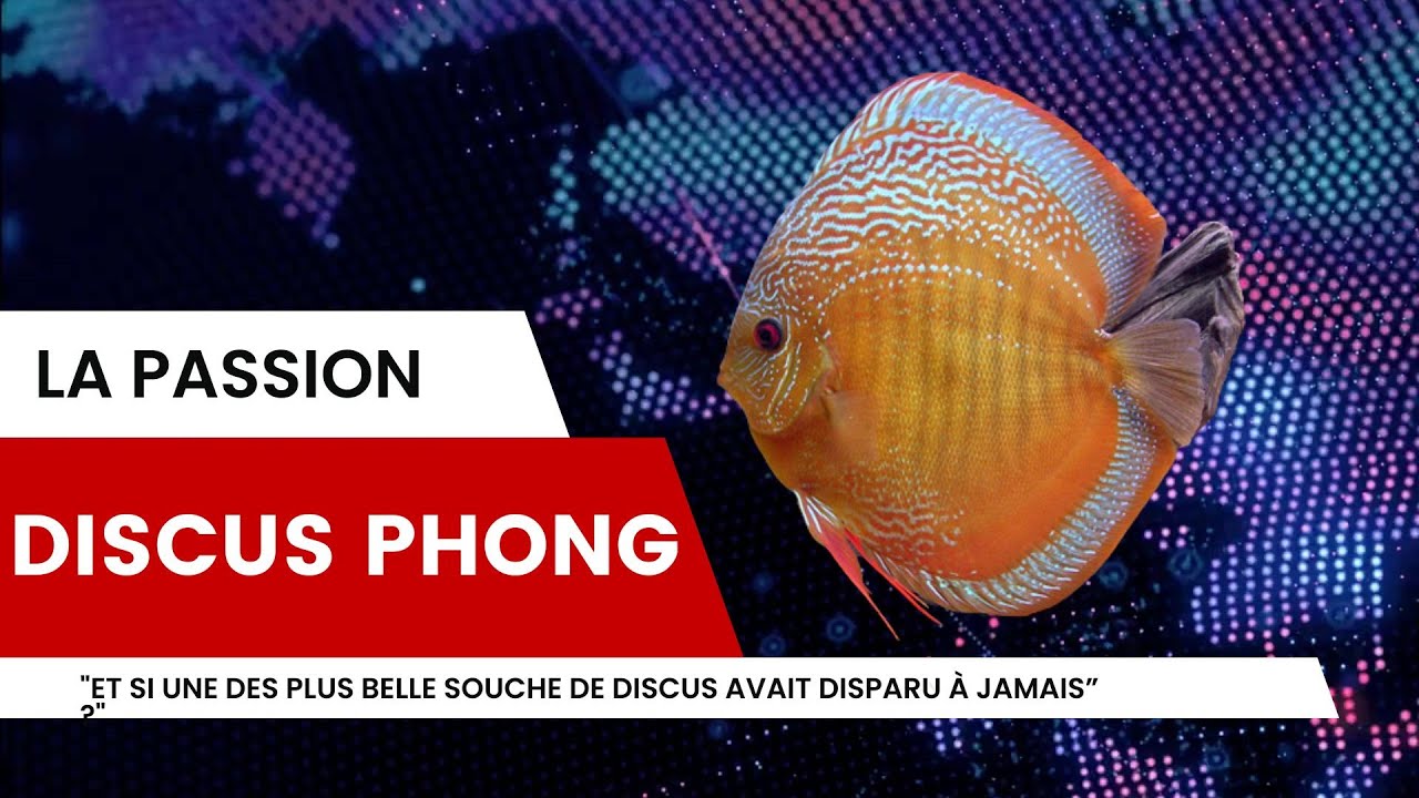 “La vérité oubliée sur le Discus Phong (un poisson de légende)”