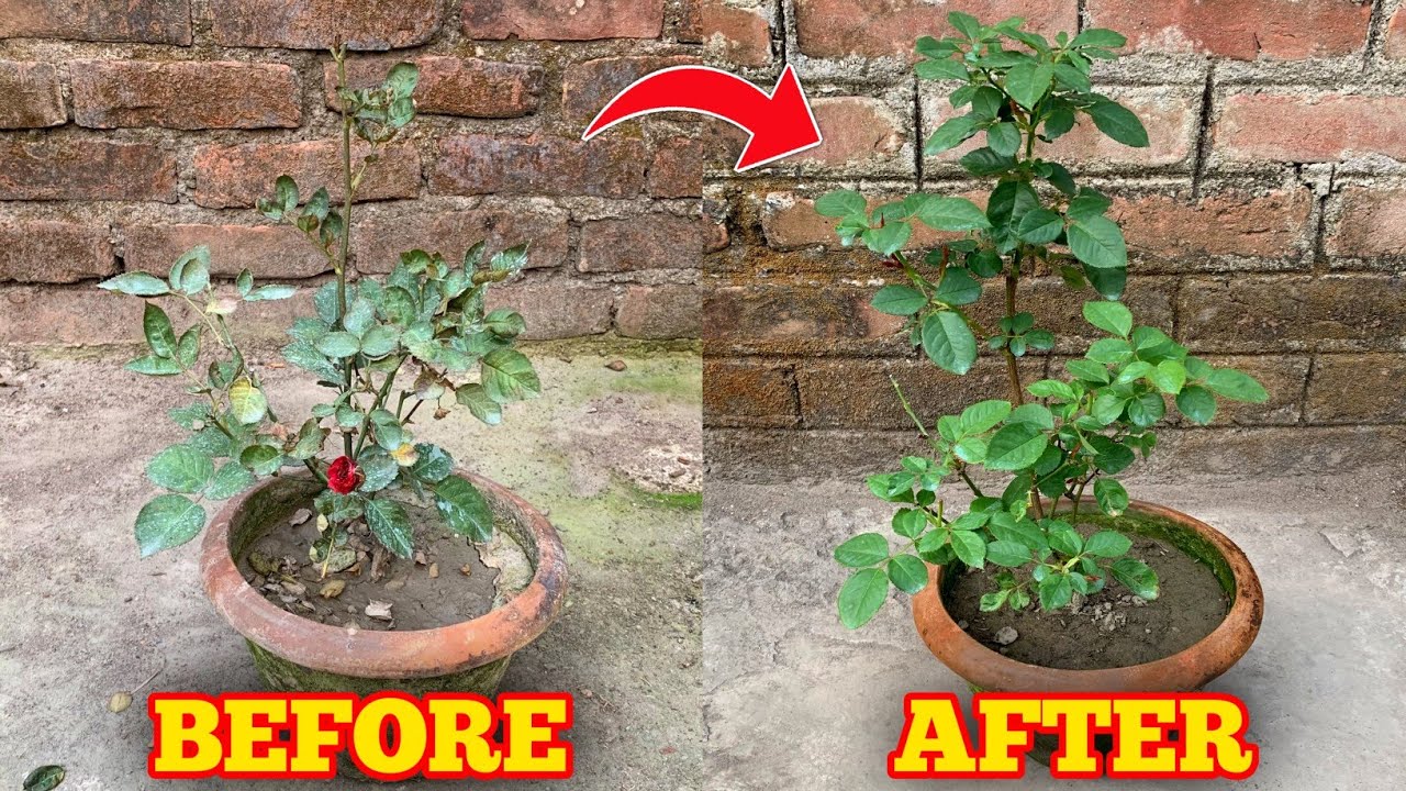 How To Solve Leaf Curl And Burn Problem On Rose Plant (IN HINDI) Save Rose Plant From Dying