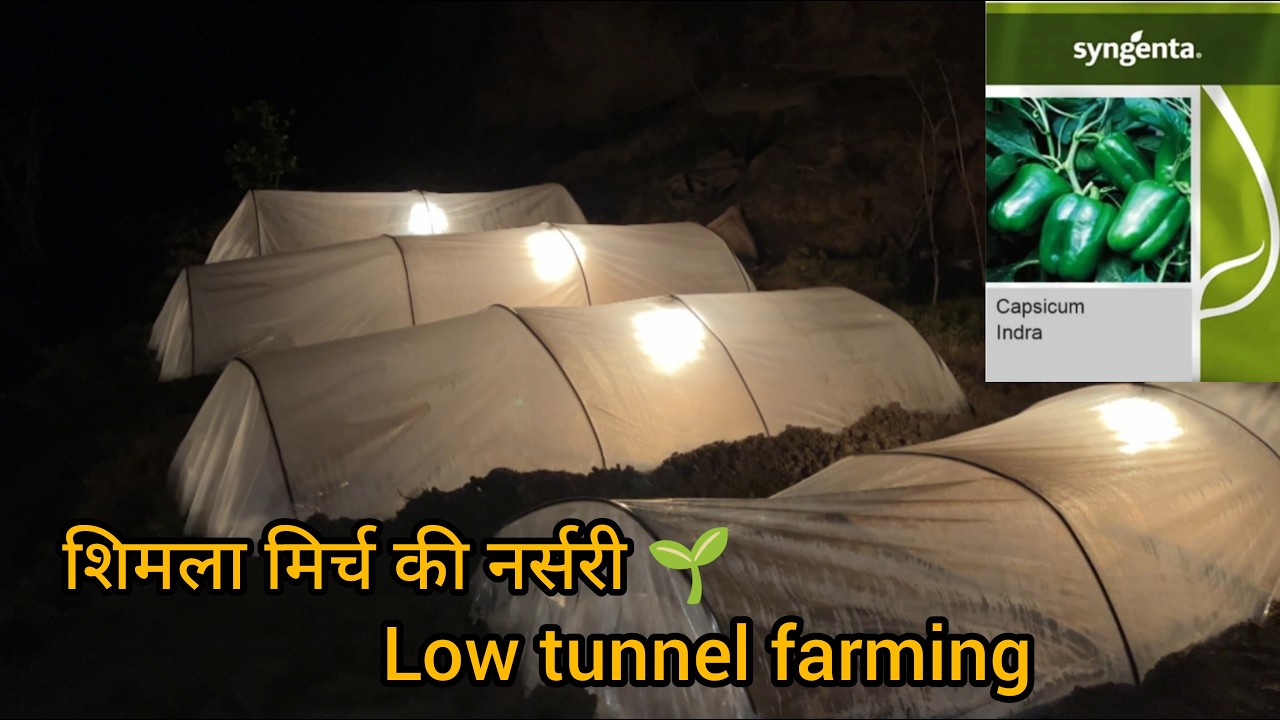 आज हम शिमला मिर्च की नर्सरी 🌱 तैयार कर रहे हैं 🌱