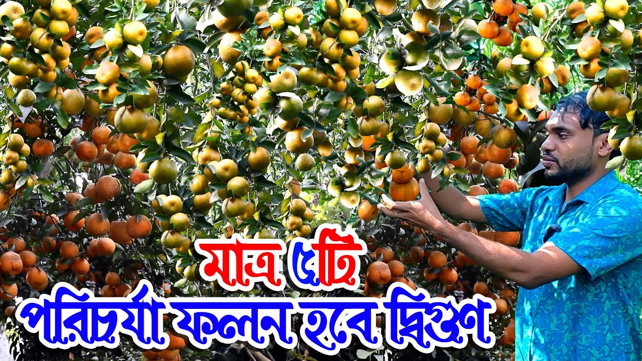 কমলা বিস্ময়কর ফলন- কমলা চাষ করে কেউ লাখপতি আবার কারো কমলা গাছে ফল ধরেনা কারণ কি?