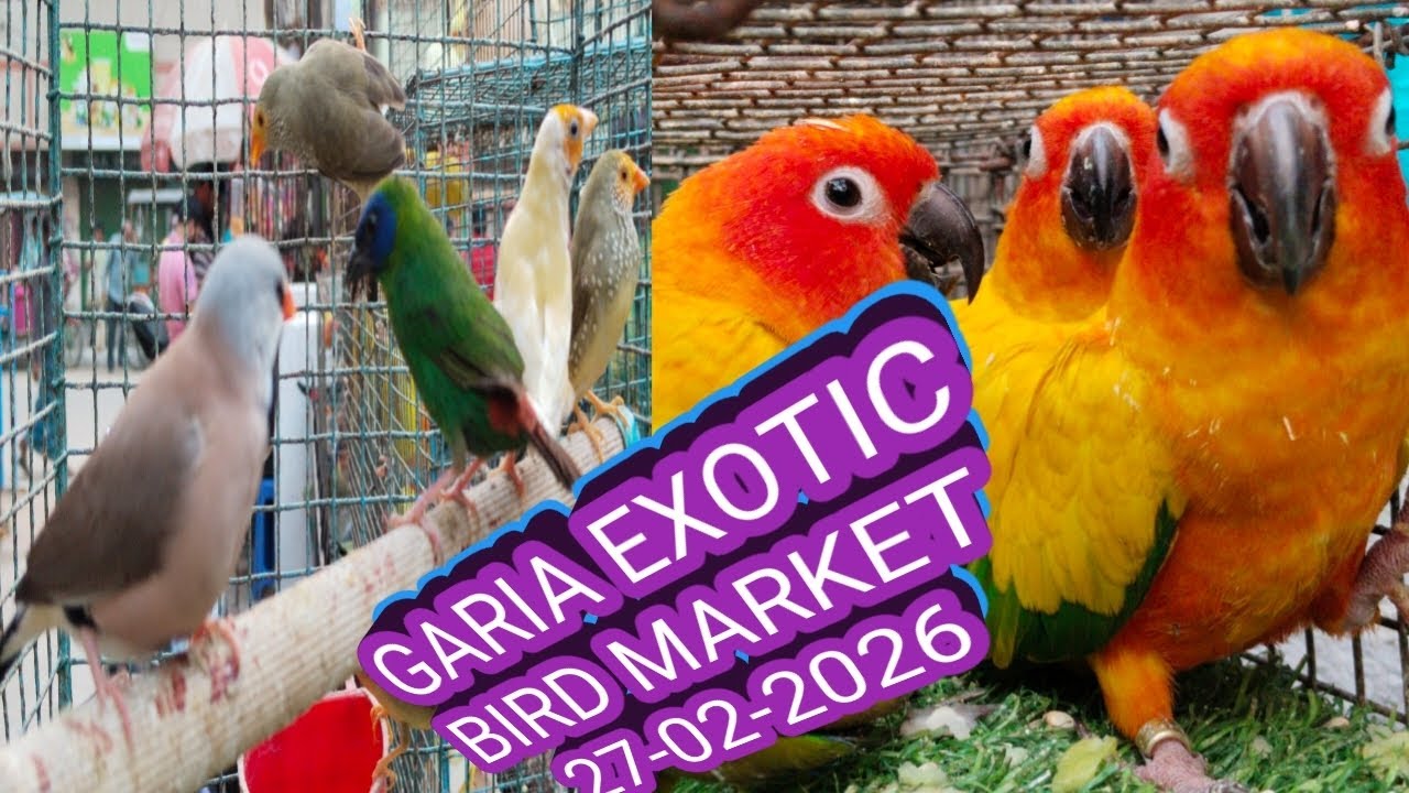 Garia Bird Market. গড়িয়া পাখির হাট। Garia Pakhir Haat. গড়িয়া পাখির হাটে আজকের দাম জানাবো।