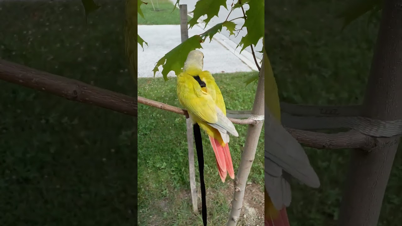 Free flight training baby Conure - Harness life